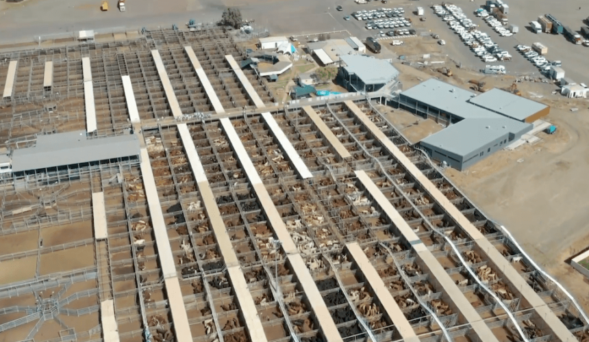 $2 million upgrade to Roma Saleyards launched