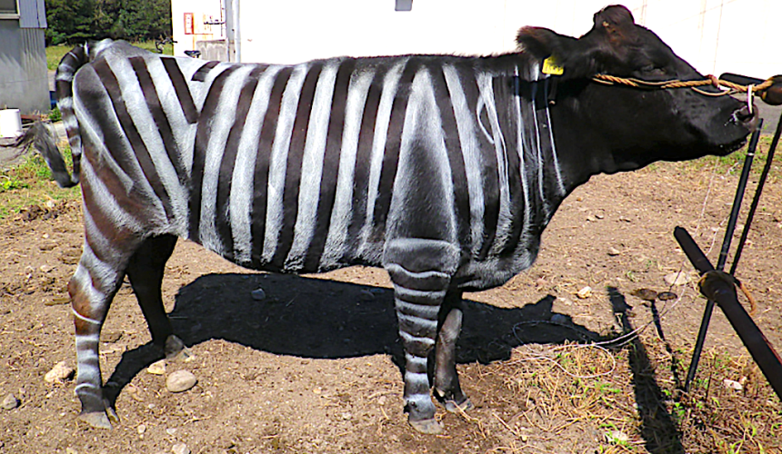 Why researchers are painting zebra stripes on cattle