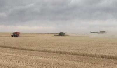 Feedgrain Focus: Barley finds the floor as new-crop eases