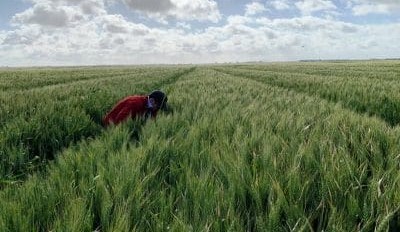 Feedgrain Focus: Southern rain lifts prompt prices