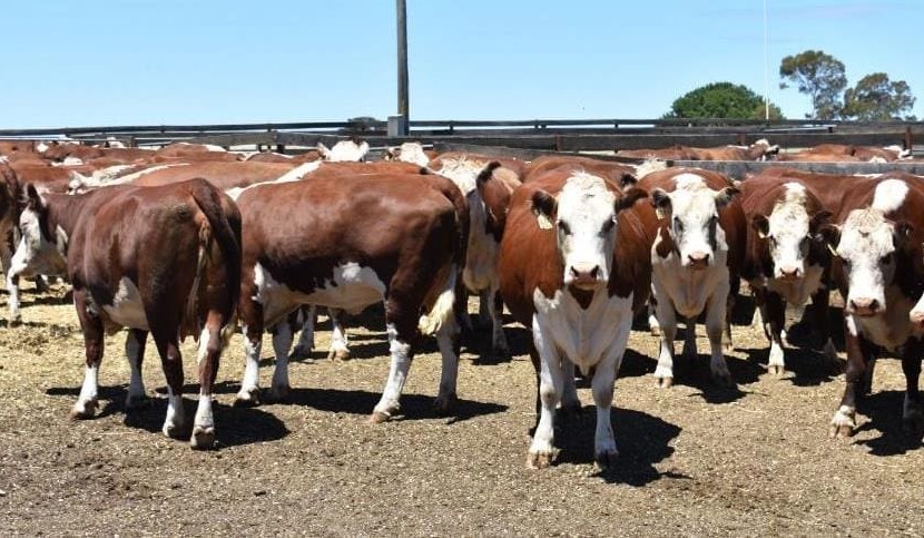 Lighter steers and heifers ease in smaller AuctionsPlus offering