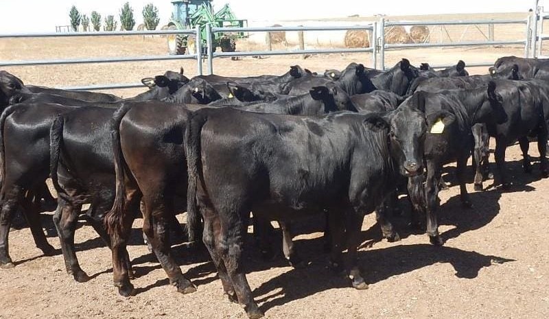 Numbers fall away on last AuctionsPlus sales of the year