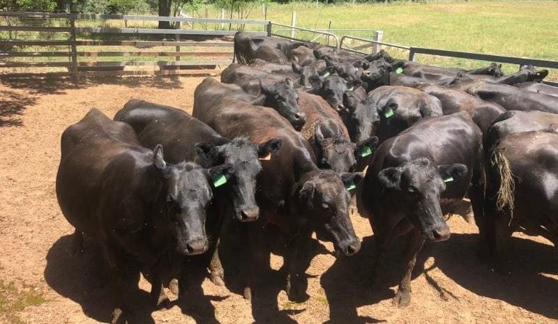Light heifers lift in value, in 12,648 head AuctionsPlus offering