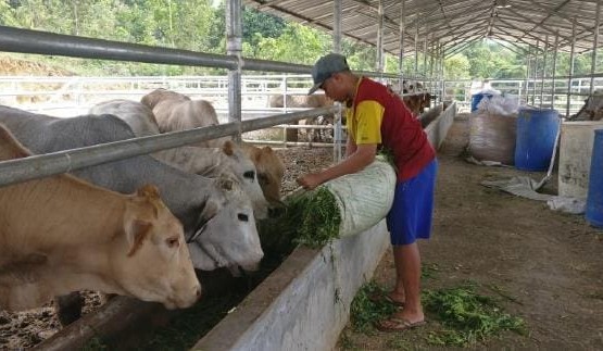 Red tape hurdle as Indonesian feedlots eye Australian grain