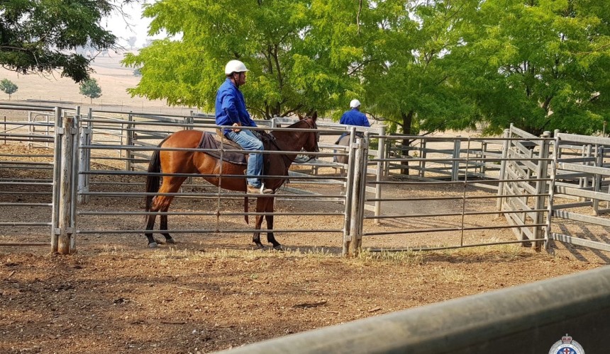 NSW Police investigate multi-million dollar cattle fraud 