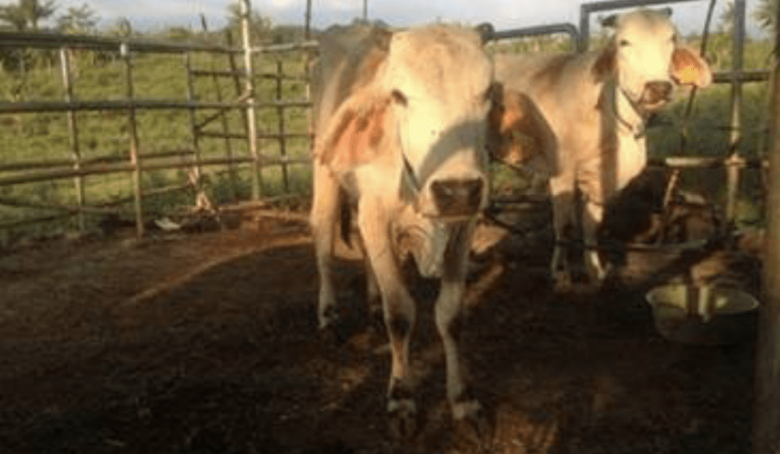 Pictures show emaciated Australian cattle in Indo Govt breeding program