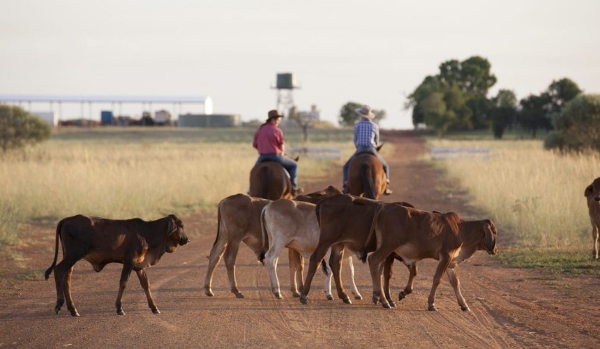 Cattle levy register may be in place later this year: MLA