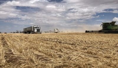 Feedgrain Focus: Wait for wheat lifts prices