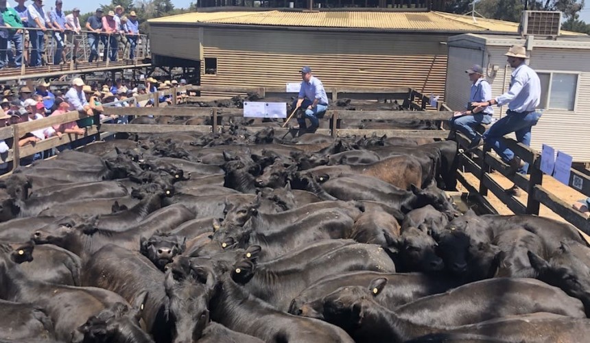 Northern feedlots drive demand at opening Hamilton weaner sale + VIDEO
