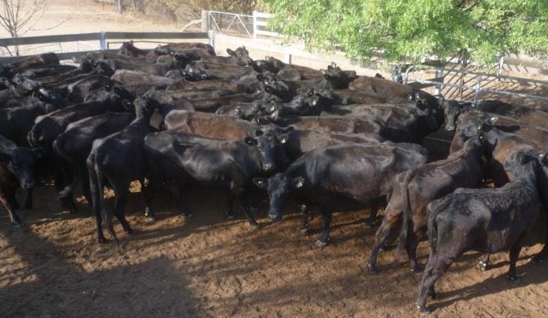 Lighter young cattle firmer in 2020’s opening AuctionsPlus sale