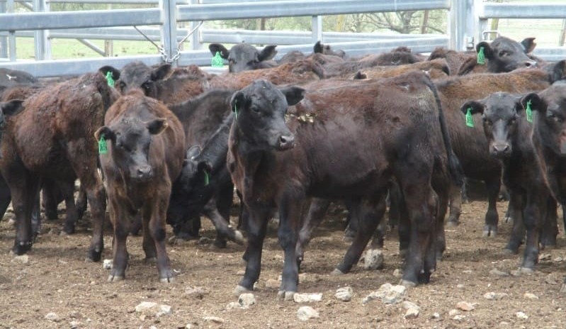 Genomic opportunities emerging for commercial Angus breeders