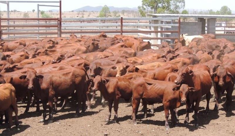 Strong bidding activity and higher prices on AuctionsPlus, in wake of rain