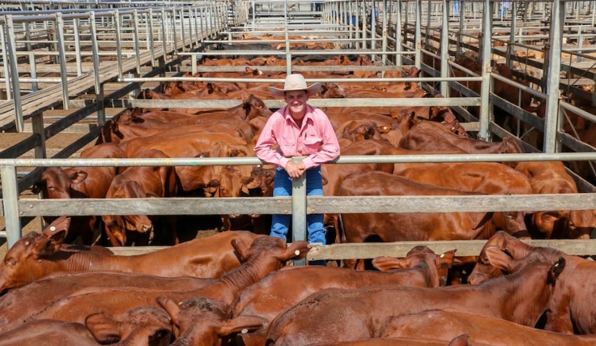 Roma store sale 21 Jan 2020:  Steers dominate bigger yarding
