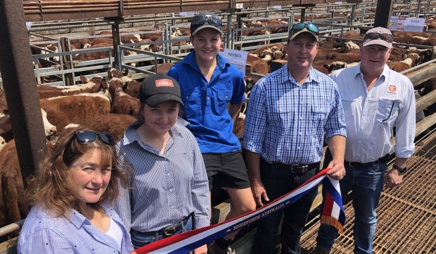 Hamilton weaner sales Day 2: EU premium gap widens + VIDEOS