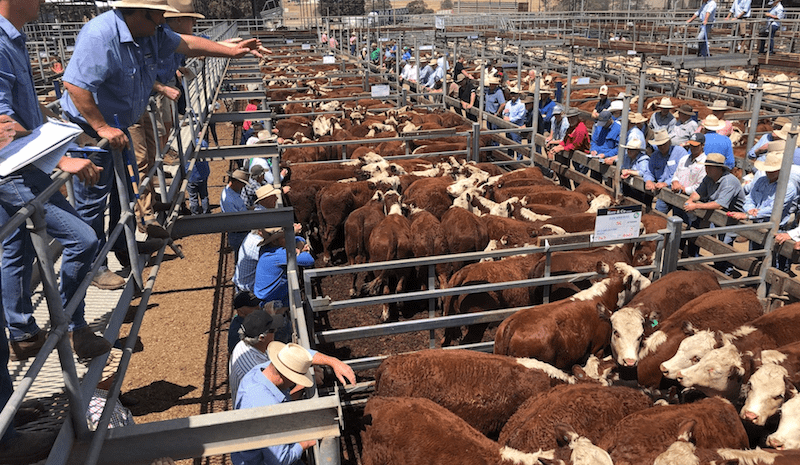 Opinion: Red Meat MoU under review
