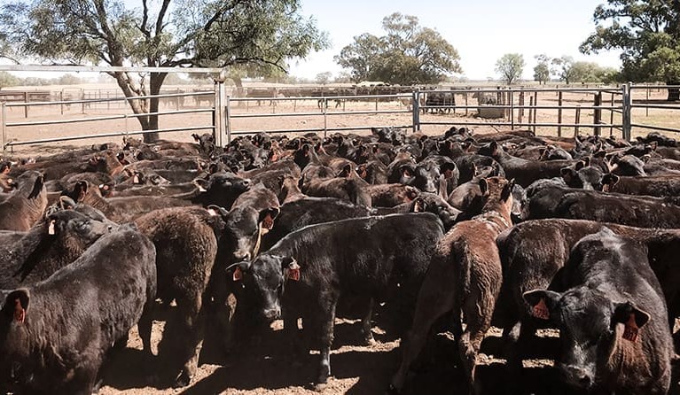 Genetics: Making gains with selection for docility