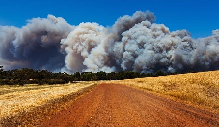 MLA working to ascertain full impact of bushfires on livestock