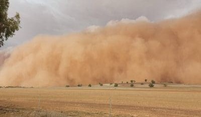 Feedgrain Focus: Prices hold after rain