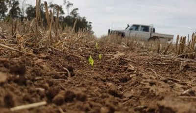 Feedgrain Focus: Values hold on patchy rain, firm offers