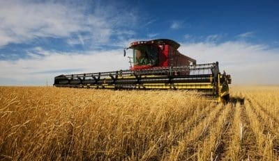 Feedgrain Focus: Wheat-to-barley spread widens
