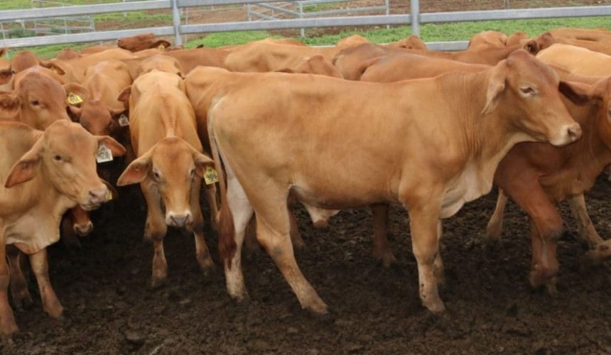 Sharp price rises continue on AuctionsPlus