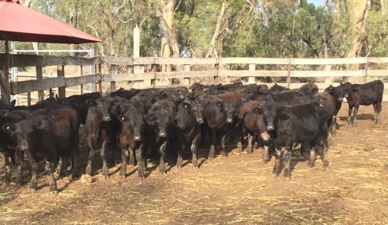 Record AuctionsPlus offering produces all-time highs for young steers