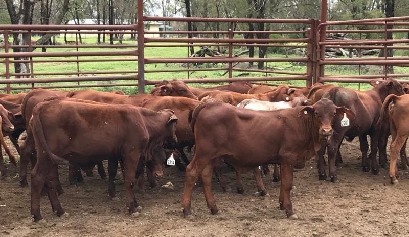 Records re-set again in 23,677 head AuctionsPlus offering