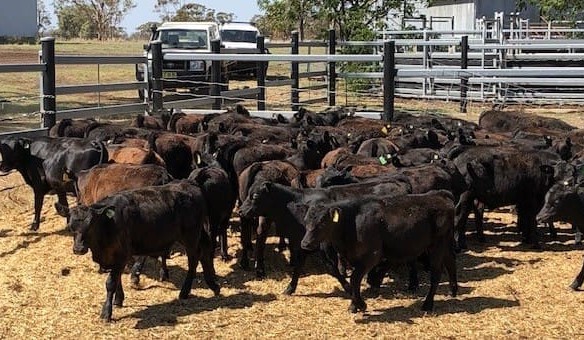 Big rises seen in young cattle in larger AuctionsPlus offering