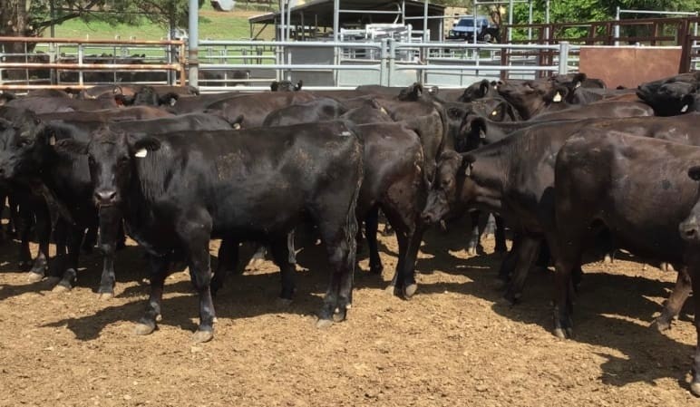 Surge continues in young cattle prices on AuctionsPlus