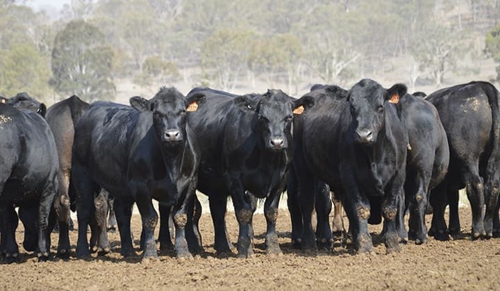 Feeder cattle market: Fuel weighs on minds, but not yet prices