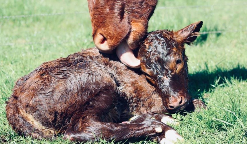Weekly genetics review: Considerations for autumn calving herds