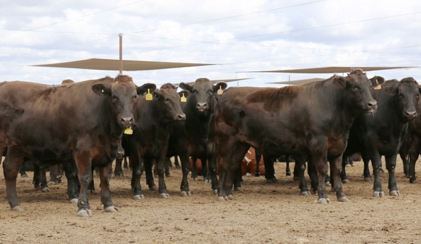 Entries open for Ekka Wagyu competition  