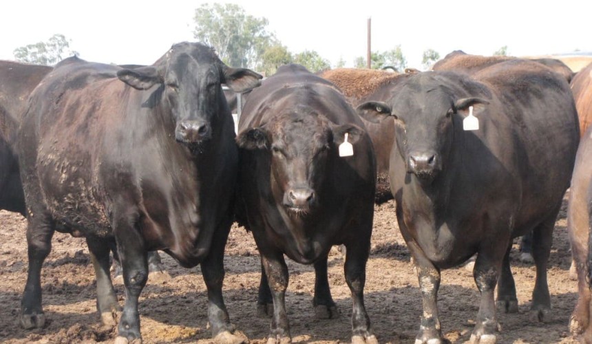 Here’s seven plausible buyers of Mort & Co’s lotfeeding business, and why