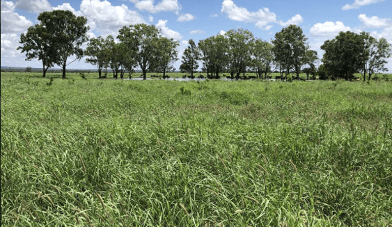 CPC purchases Central Qld property for $17m