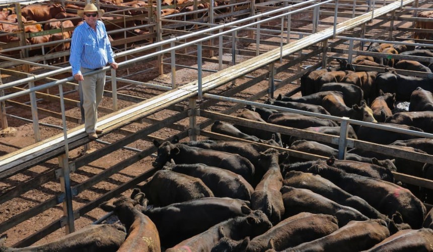 Premiums being paid for heifers over steers in super-heated young cattle market