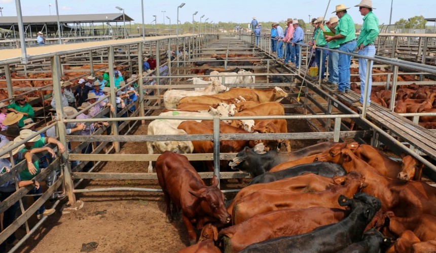 Roma store sale 18 Feb: Price rises attract bigger numbers