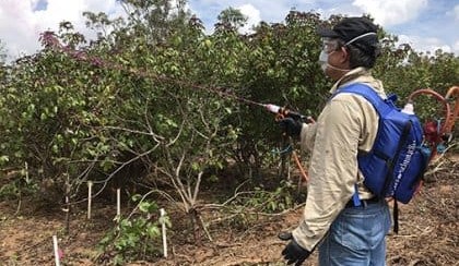 Rangeland weeds in splatter gun scope