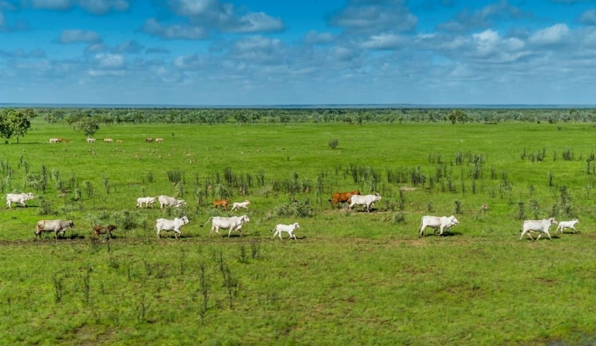 Expanding neighbours pay $70m for NT’s Tanumbirini and Forrest Hill