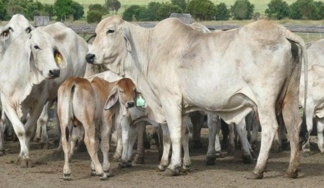 Young cattle prices plateau in another near-record AuctionsPlus offering