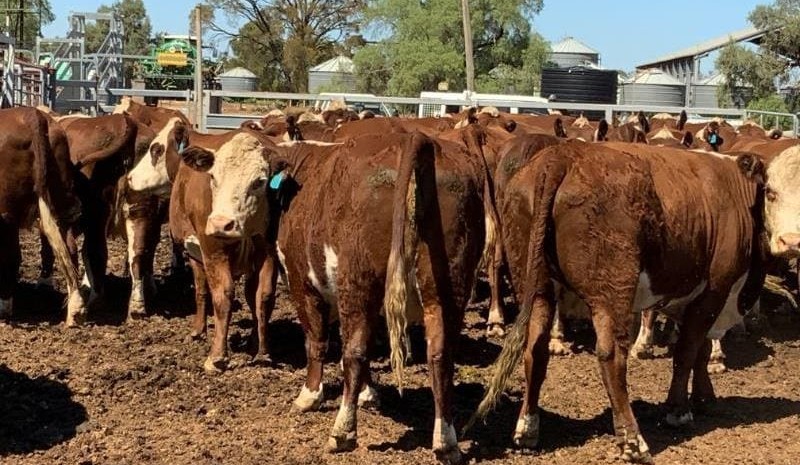 Shifting cull cows out of the ‘commodity’ market through strategic feeding