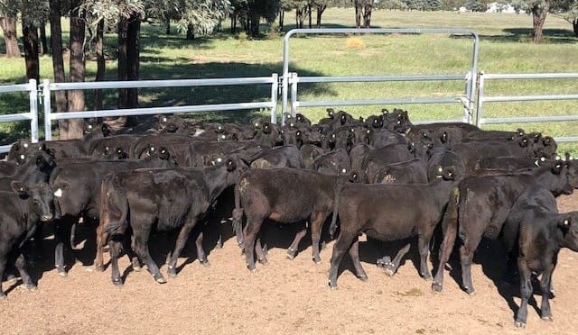 Volume records continue to tumble in 30,613 head AuctionsPlus offering