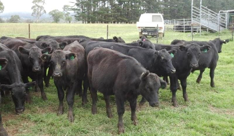 Young cattle trends mixed in another monster AuctionsPlus offering, but connectivity bugbears arise