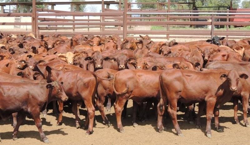 Young cattle values continue to push higher, in another record AuctionsPlus offering