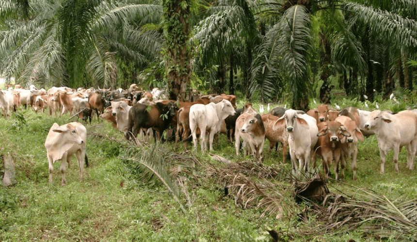 Menggembalakan sapi bakalan di perkebunan sawit