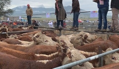 Mountain calf sales on high + pics and video