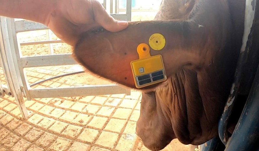 GPS-enabled livestock monitoring tags reach the commercial market
