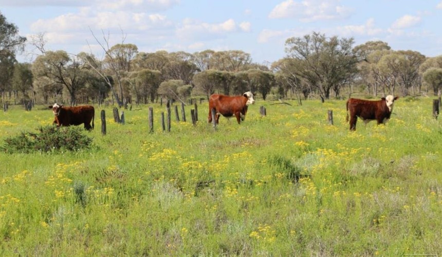 Blackall’s Listowel Downs makes $12.6m via online auction