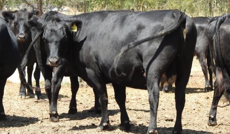PTIC Angus cows offered with sexed heifer pregnancies