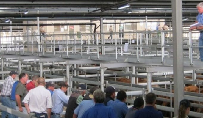 COVID-19: Saleyards to sell on, but with restricted access