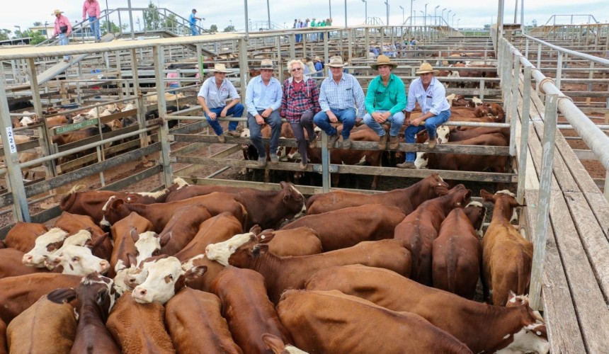 Roma store 10 March 2020:  Prices firm in 2813 head yarding